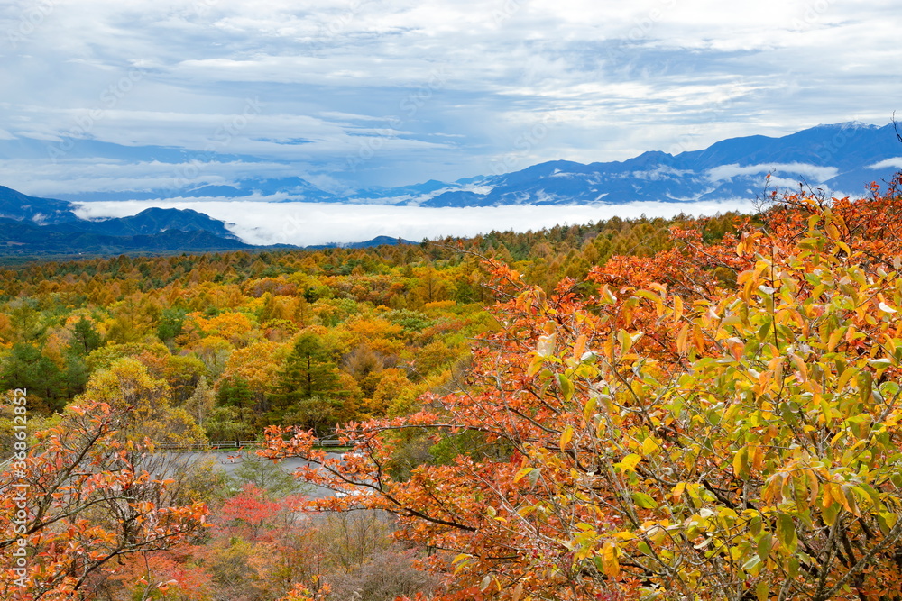 美し森山から眺める紅葉と雲海に覆われた甲府盆地、山梨県北杜市清里高原にて