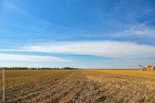Harvesting Wheat in Zeeland, the Netherlands in July 2020