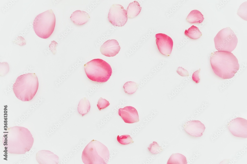 Blurred a group of sweet pink rose corollas with softly style on white isolated with copy space and softy style 
