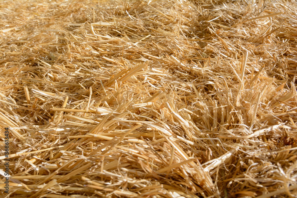 dry mown straw close-up, abstract background, blur dry mown straw close-up, abstract background, blur