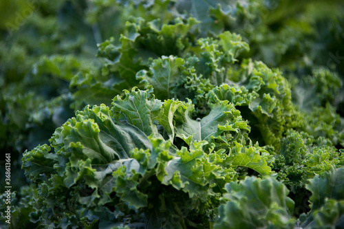 Green kale growing in a garden