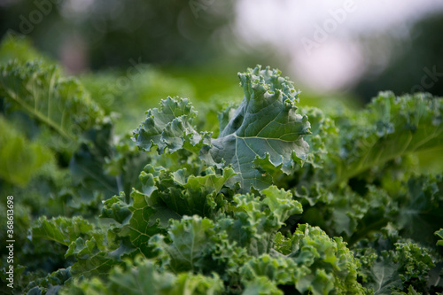 Green kale growing in a garden