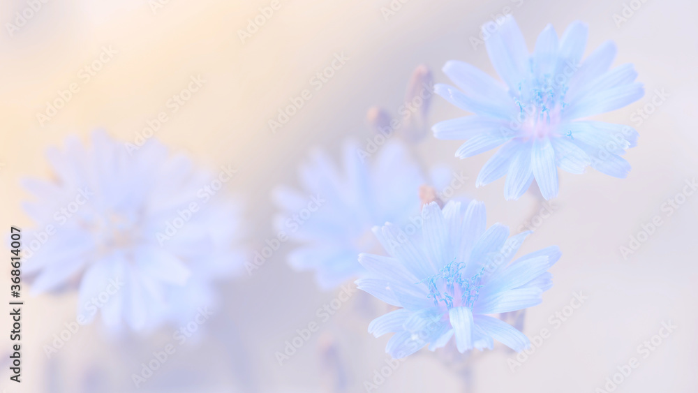 Delicate blue flowers on a pastel background. Selective soft focus. Beautiful floral banner. Delicate blue flowers on a pastel background. Selective soft focus. Beautiful floral banner.