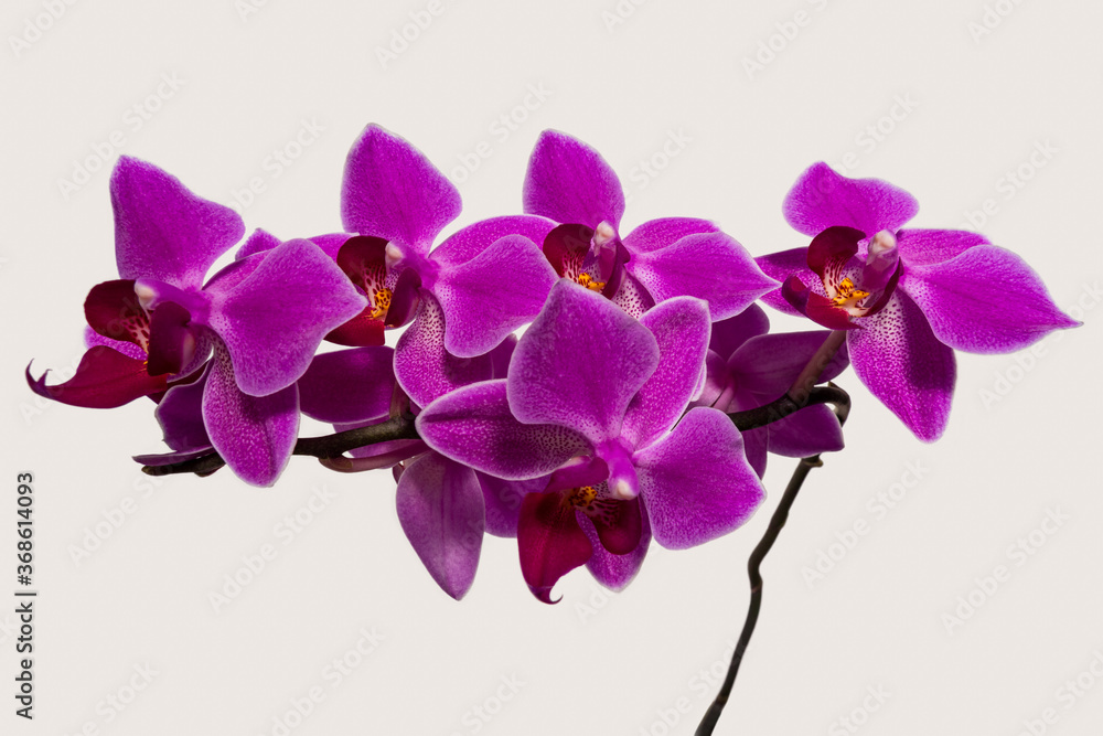 Naklejka premium Pink orchid flower branch isolated