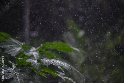 rain drops on a leaf