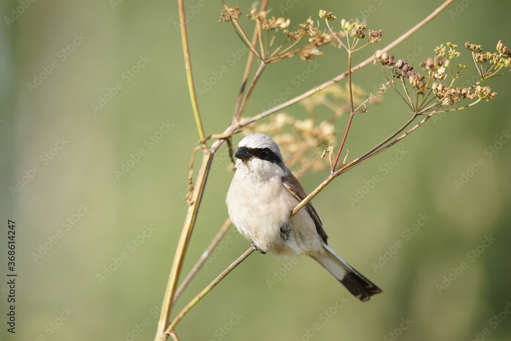 Obraz premium red-backed shrike (Lanius Collurio).