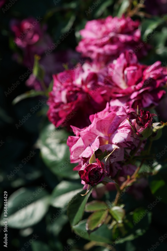 Purple Flower of Rose 'Purple Tiger' in Full Bloom
Purple Flower of Rose 'Purple Tiger' in Full Bloom