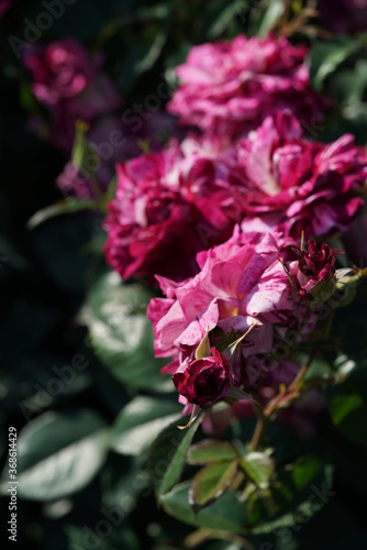 Wallpaper Mural Purple Flower of Rose 'Purple Tiger' in Full Bloom
 Torontodigital.ca