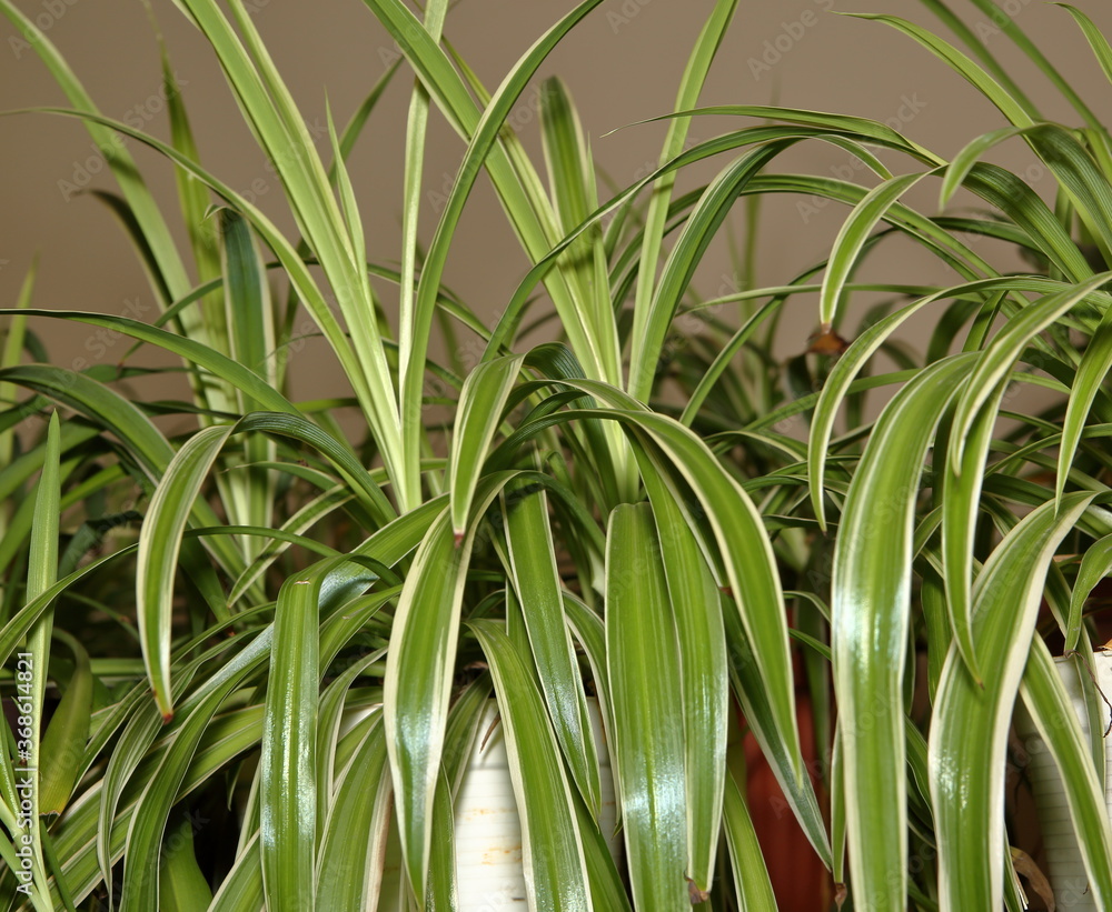 close up of a plant close up of a plant