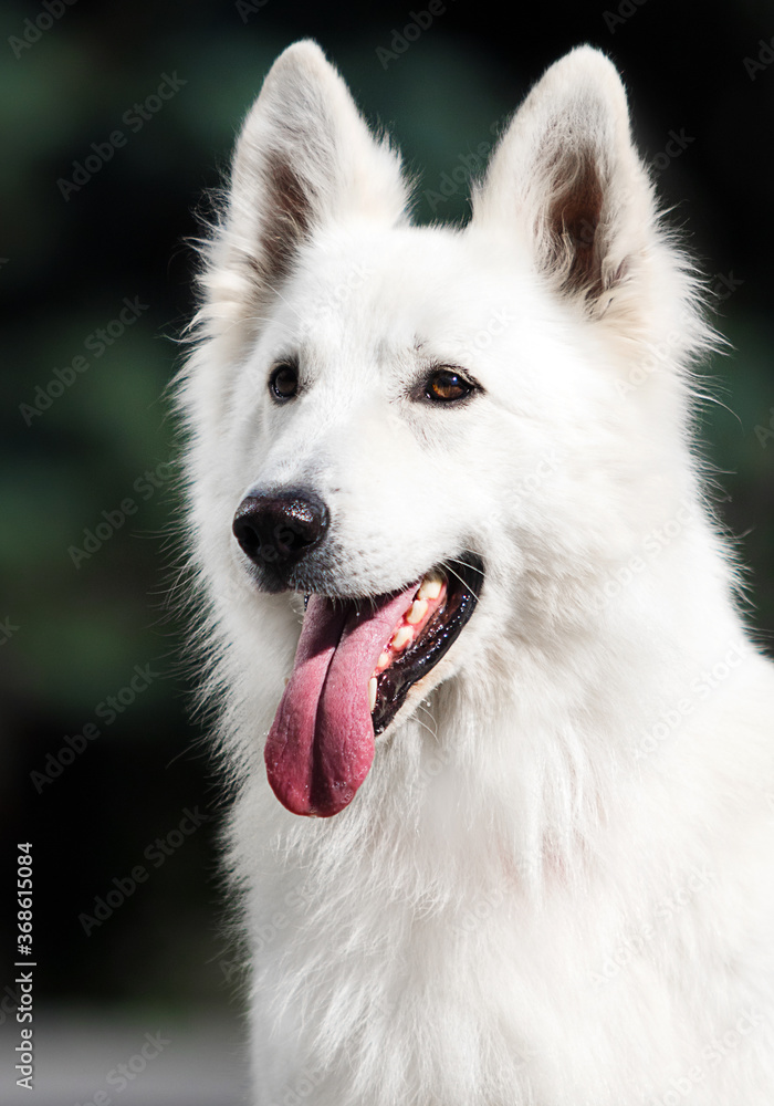 portrait of a white swiss shepherd dog