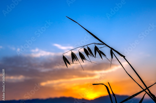 Silhouettes of oat ears. Blurred background of clouds at dawn. Creative image...