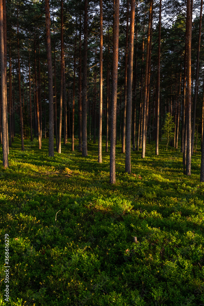 Obraz premium sunlit trees with shadows