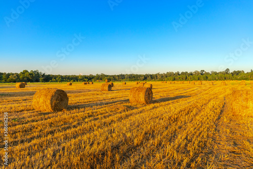 golden wheat bales in the field
