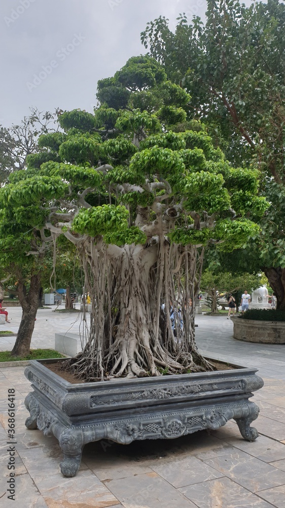 Park oriental tree