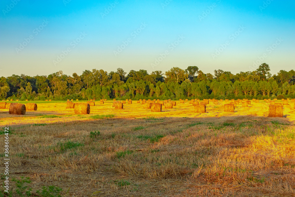Fototapeta premium Field with bales