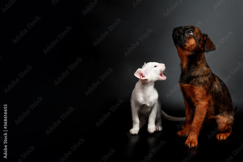 Close-up portrait of a cat and dog. Isolated on black background. Griffon and oriental kitten.