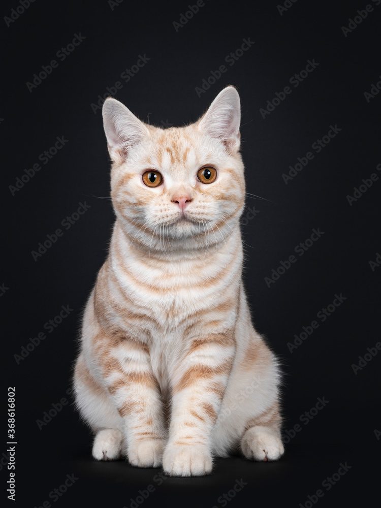 Cute creme tabby American Shorthair cat kitten, sitting facing forward. Looking beside camera with orange eyes. Isolated on black background.