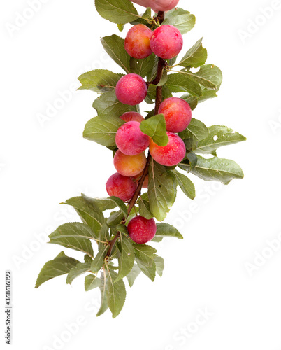 Small cherry plums, isolated on white background