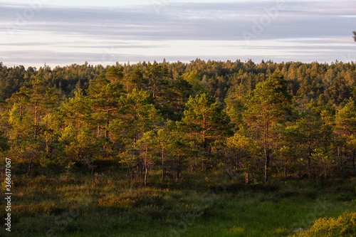 sunlit trees with shadows