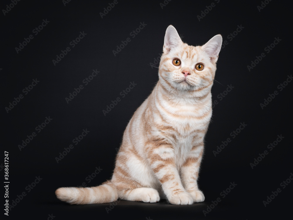 Cute creme tabby American Shorthair cat kitten, sitting side ways. Looking at camera with orange eyes and cute head tilt. Isolated on black background.