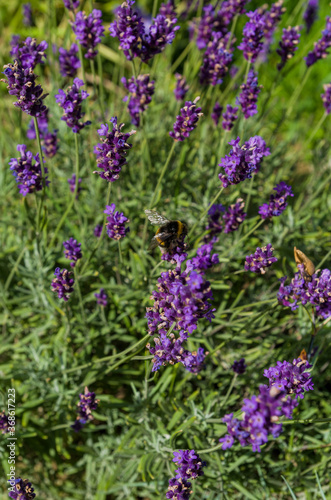Bumblebee in flowers of lavender