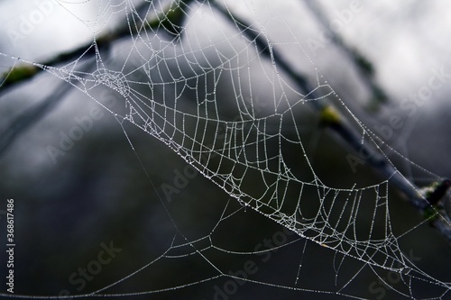 autumn spider web with water drops