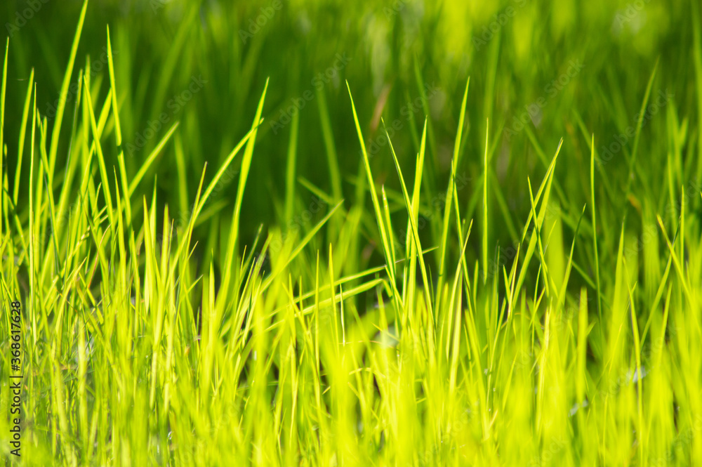 Obraz premium green grass background