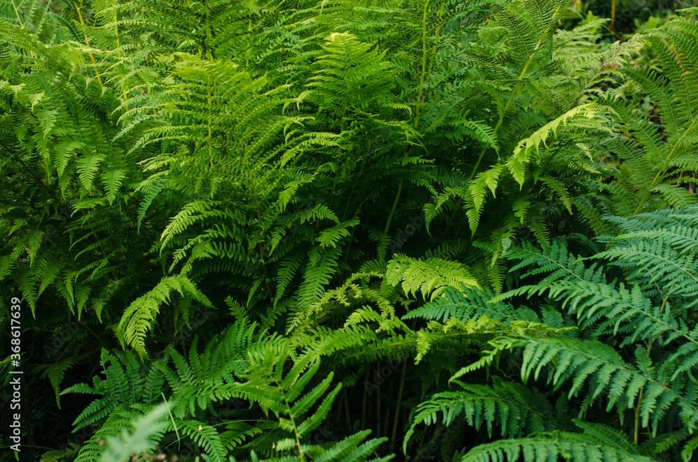Green beautiful fresh background with ferns Green beautiful fresh background with ferns
