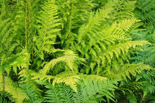 Green beautiful fresh background with ferns