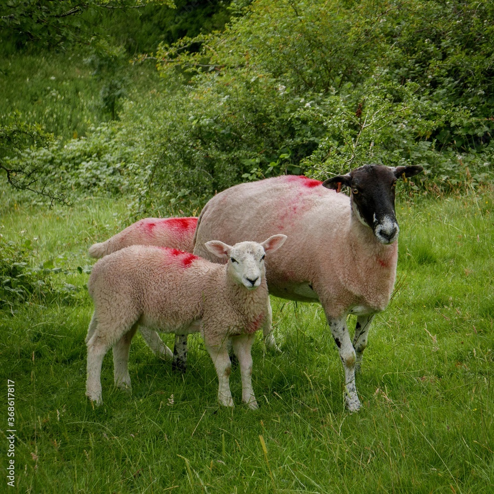 Fototapeta premium Sheep and two lambs looking at the camera