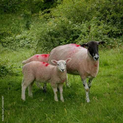 Fototapeta Naklejka Na Ścianę i Meble -  Sheep and two lambs looking at the camera