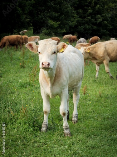 Young white Bull