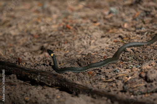 Grass snake on forest land