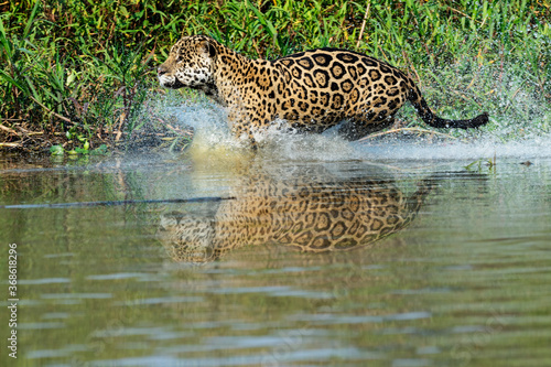 Male Jaguar  Panthera onca  running and chasing  Cuiaba river  Pantanal  Mato Grosso  Brazil