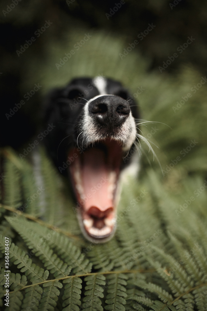 isolated black and white border collie head portrait yawning sitting among fern brackens isolated black and white border collie head portrait yawning sitting among fern brackens