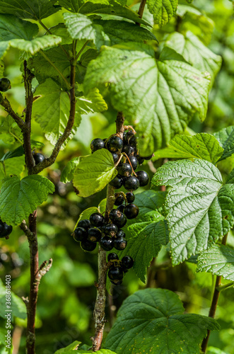 Black currant berries