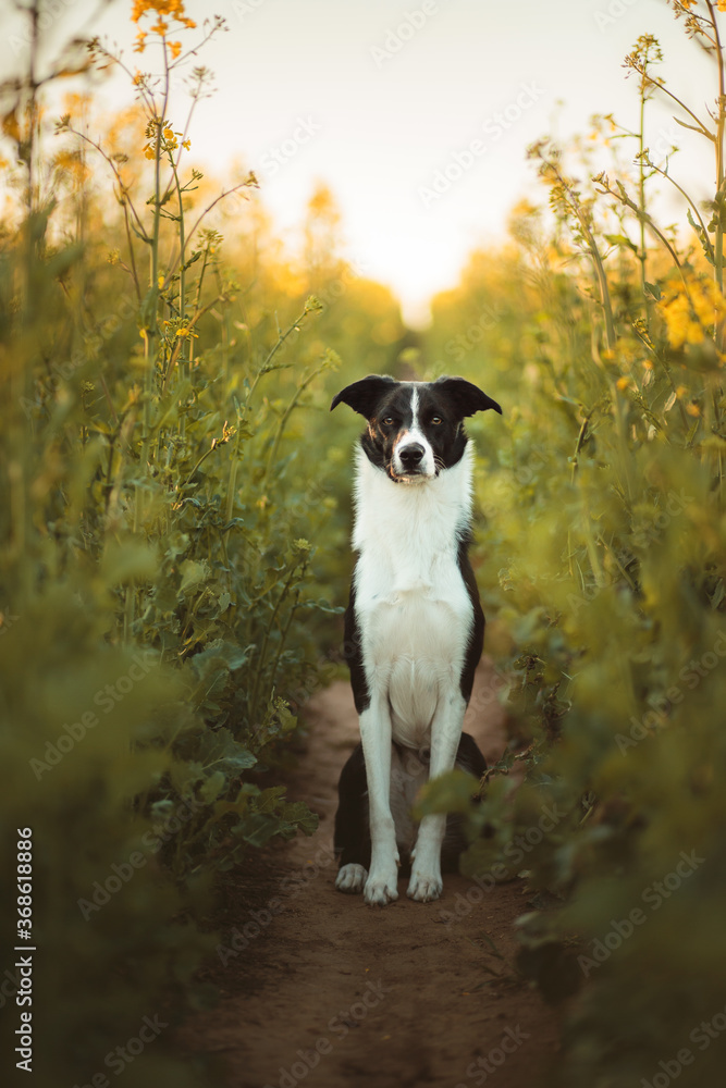black and white border collie sitting in the middle of a canola field at sunrise black and white border collie sitting in the middle of a canola field at sunrise