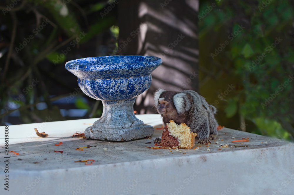 custom made wallpaper toronto digitalCommon marmoset (Callithrix jacchus) eating bread on a table, Rio de Janeiro state, Brazil