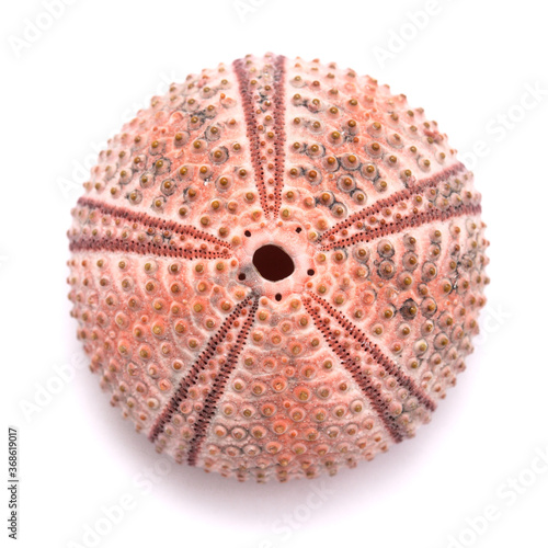 Fotografi Fauna of Atlantic ocean around Gran Canaria - skeletons of Paracentrotus, sea ur