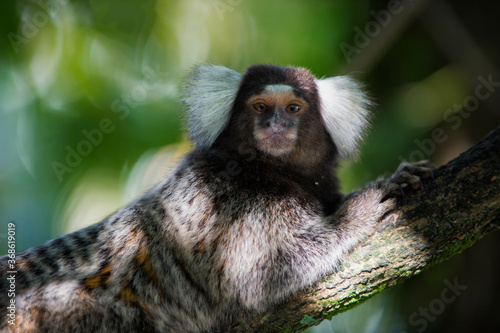 Common marmoset (Callithrix jacchus), Rio de Janeiro state, Brazil