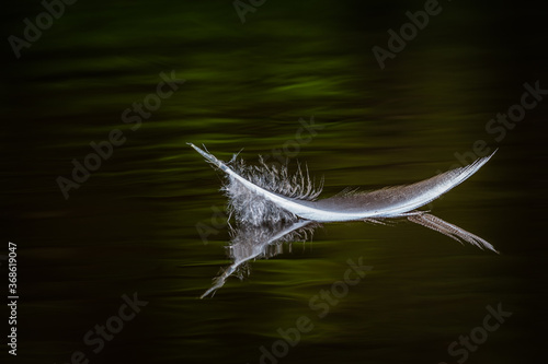 bird feather in water with reflection