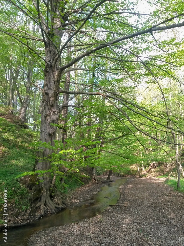 Fototapeta premium small river in the forest in the spring season