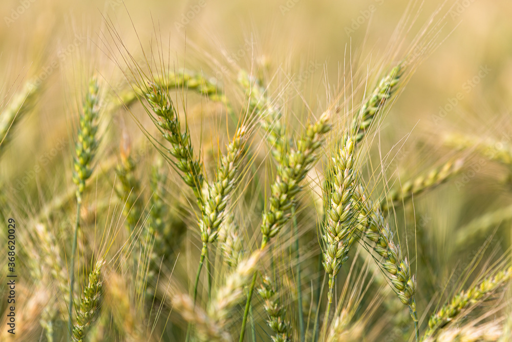 cereal spikes in green and yellow