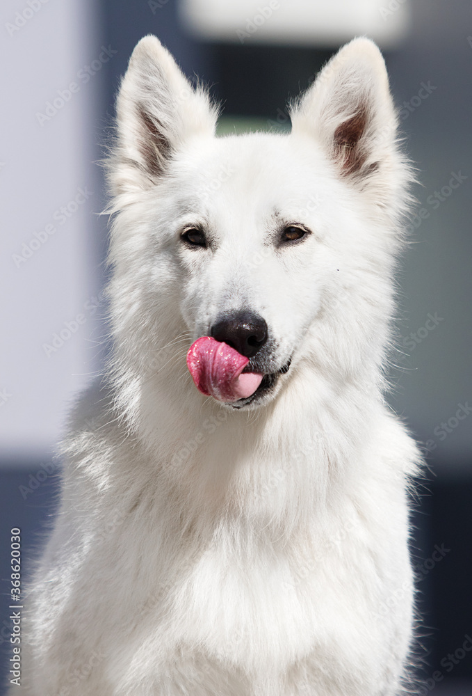 dog licks its lips white swiss shepherd