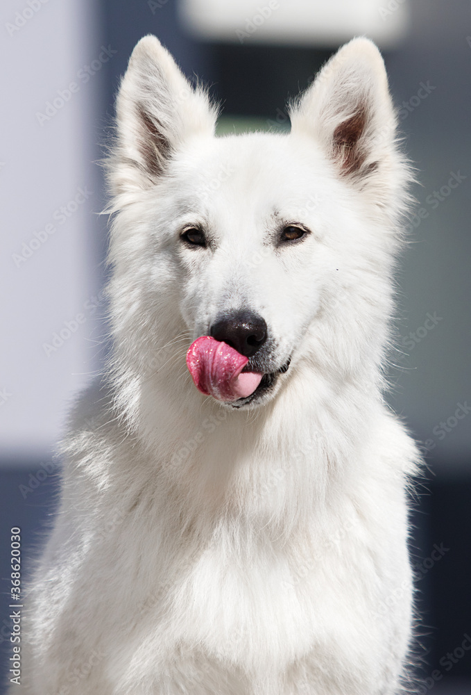 Fototapeta premium dog licks its lips white swiss shepherd