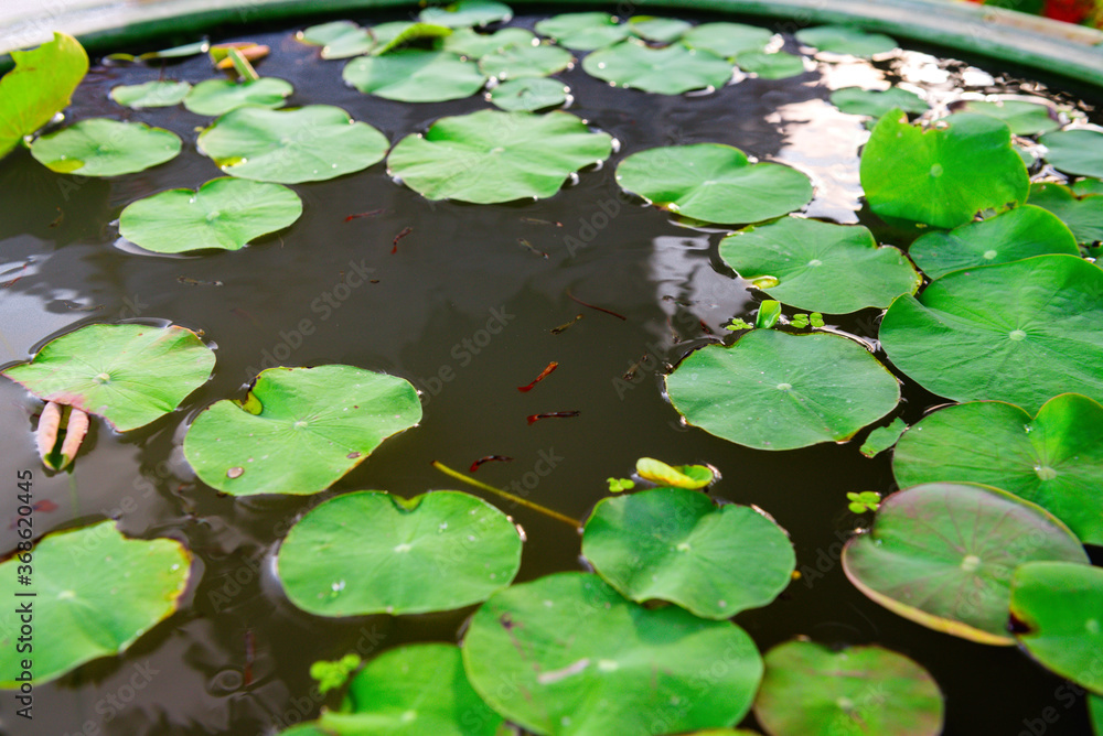Water lilies in water with small fishes Water lilies in water with small fishes