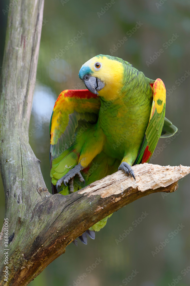 Fotografia Blue fronted Parrot or Blue-fronted Amazon (Amazona aestiva),  Iguazu National Pa - Kup na Posters.pl