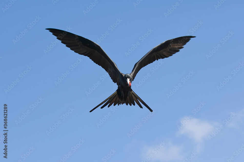 Obraz premium Magnificent Frigatebird (Fregata magnificens), Fernando de Noronha, Brazil.