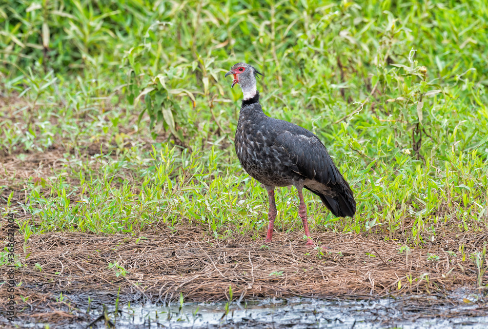 Calling Southern Screamer (Chauna torquata), Pantanal, Mato Grosso, Brazil Calling Southern Screamer (Chauna torquata), Pantanal, Mato Grosso, Brazil
