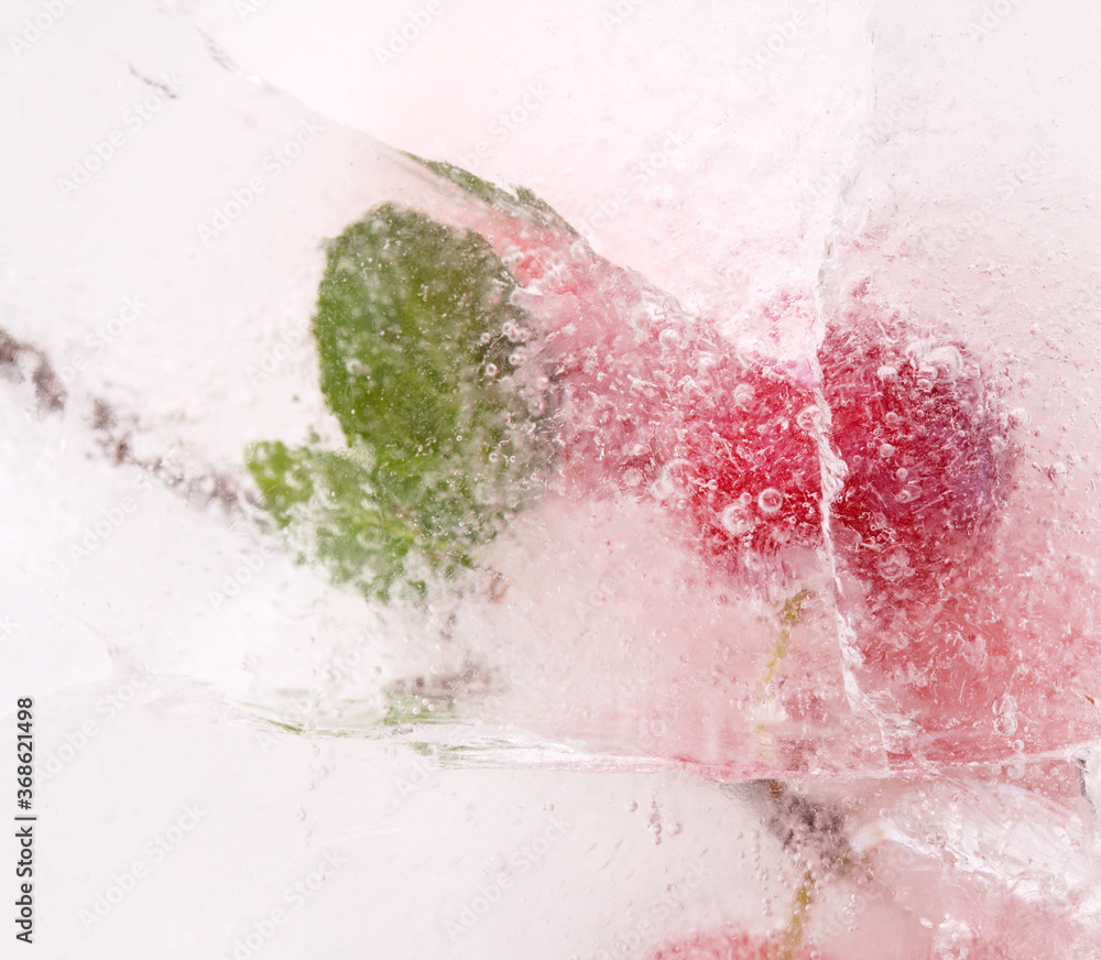 Fototapeta premium Small red plums frozen within a block of ice